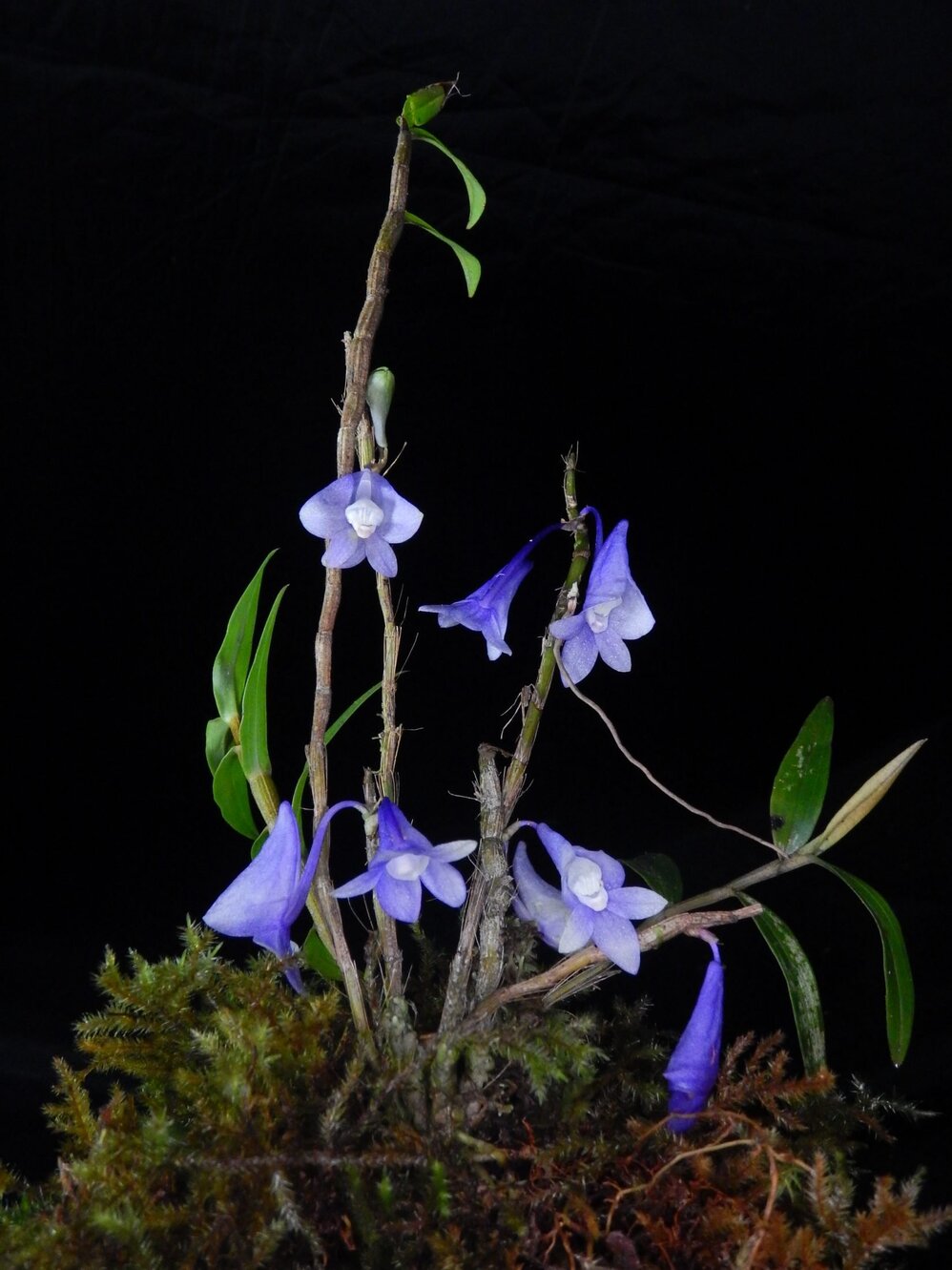 ［洋蘭原種］Den. sp. (Blue papua) 洋蘭原種］Den. sp. (Blue papua) - メルカリ